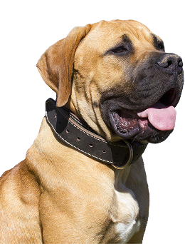 dog-img