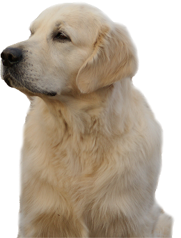 dog-img