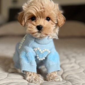 Maltipoo